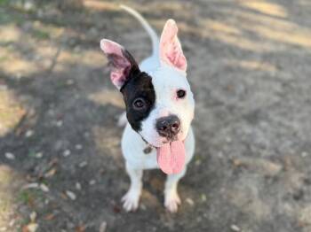 American Bully and Pit Bull Terrier Dogs Available for Adoption - Wishbone Wonder | PetCurious