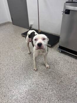 Rescue Terrier and Mixed Breed Dogs for Adoption in Gastonia, North Carolina - 59795374 | PetCurious