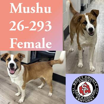 Rhodesian Ridgeback and Shepherd Dogs Available for Adoption in Georgetown, Kentucky - Mushu | PetCurious