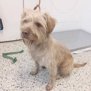 Bones -  Wirehaired Terrier and Cairn Terrier Dog for Adoption in Hattiesburg, Mississippi - Bones | PetCurious