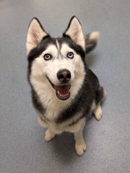 Stella -  Siberian Husky Dog for Adoption in Suffolk, Virginia - Stella | PetCurious