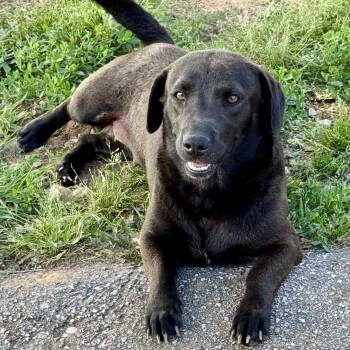 Labrador Retriever and Dachshund Dogs Available for Adoption in Pelham, New Hampshire - Shorty  | PetCurious