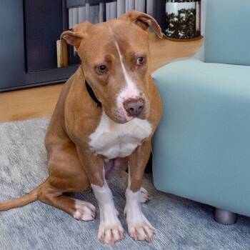 Rescue Pit Bull Terrier and Mixed Breed Dogs for Adoption in St. Louis, Missouri - SHAKIRA | PetCurious