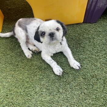 Rescue Shih Tzu Dogs for Adoption in Baton Rouge, Louisiana - Sawyer | PetCurious