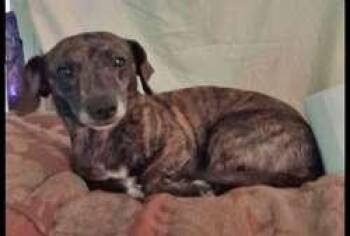 Joy -  Dachshund Dog for Adoption in Sudbury, Massachusetts - Joy | PetCurious