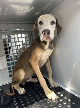 RED -  Mixed Breed Dog for Adoption in Palmetto, Florida - RED | PetCurious