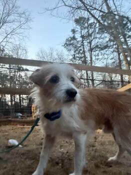 Wirehaired Terrier Dogs Available for Adoption - Papon | PetCurious