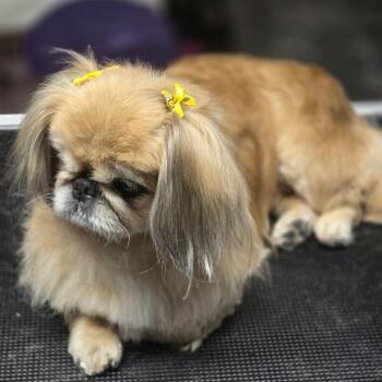 Delilah -  Pekingese Dog for Adoption in Martinsburg, West Virginia - Delilah | PetCurious