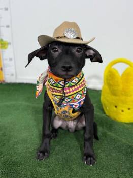 Labrador Retriever and Mixed Breed Dogs Available for Adoption in Carlsbad, California - Ollie | PetCurious