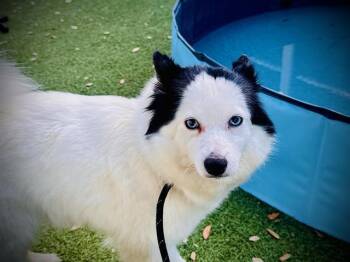 JENNA -  Pomeranian and Siberian Husky Dog for Adoption in Orlando, Florida - JENNA | PetCurious