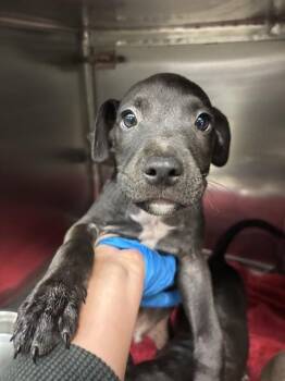 A480021 -  Pit Bull Terrier and Mixed Breed Dog for Adoption in Oklahoma City, Oklahoma - A480021 | PetCurious
