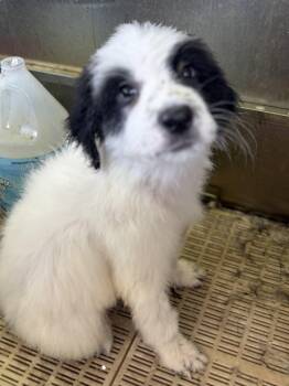 Spirit -  Great Pyrenees Dog for Adoption in Lorida, Florida - Spirit | PetCurious