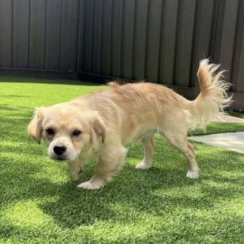 Butterball -  Cavalier King Charles Spaniel Dog for Adoption in Jacksonville, Florida - Butterball | PetCurious