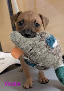 Visalia -  Mixed Breed Dog for Adoption in Warren, Michigan - Visalia | PetCurious