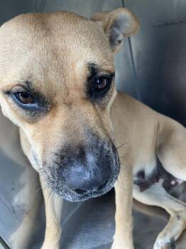 Rescue Mixed Breed Dogs for Adoption in Dallas, Texas - BORDEAUX | PetCurious