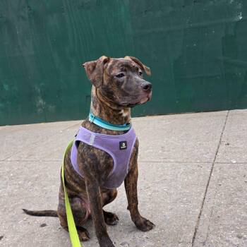 Calla -  American Staffordshire Terrier and Mixed Breed Dog for Adoption in New York, New York - Calla | PetCurious