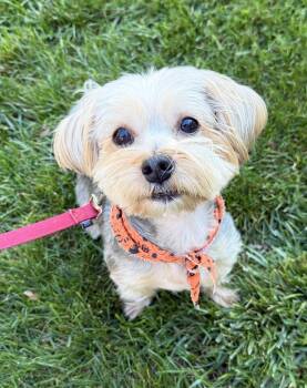 Bon Jovi -  Yorkshire Terrier Dog for Adoption in Thornwood, New York - Bon Jovi | PetCurious