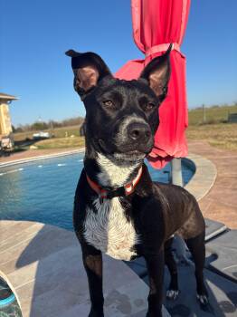 Australian Cattle Dog Blue Heeler and German Shepherd Dog Dogs Available for Adoption - Kaia | PetCurious