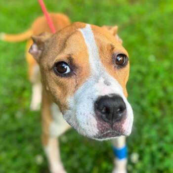 Metzy -  Mixed Breed Dog for Adoption in New York, New York - Metzy | PetCurious
