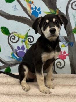 Rescue Husky Dogs for Adoption in Brookhaven, Mississippi - Timber 25 | PetCurious