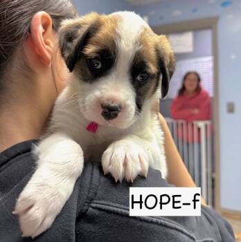 Anatolian Shepherd and Boxer Dogs Available for Adoption - Hope | PetCurious