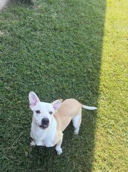 Willy -  Mixed Breed Dog for Adoption in Gallatin, Tennessee - Willy | PetCurious