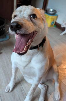 Husky and Catahoula Leopard Dog Dogs Available for Adoption in Brainerd, Minnesota - Sonny | PetCurious