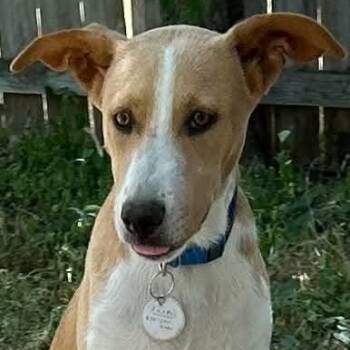 Shane -  Whippet and Smooth Collie Dog for Adoption in Boerne, Texas - Shane | PetCurious
