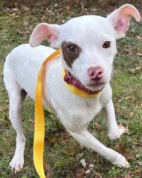 Rescue Rat Terrier and Chihuahua Dogs for Adoption in Louisville, Illinois - Casper | PetCurious