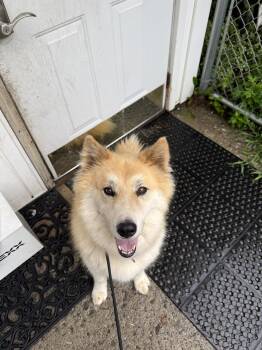 Helena Albania -  Husky Dog for Adoption in Rockaway, New Jersey - Helena Albania | PetCurious