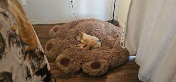 Rescue Pomeranian and American Eskimo Dog Dogs for Adoption in Brooksville, Florida - Foxy | PetCurious