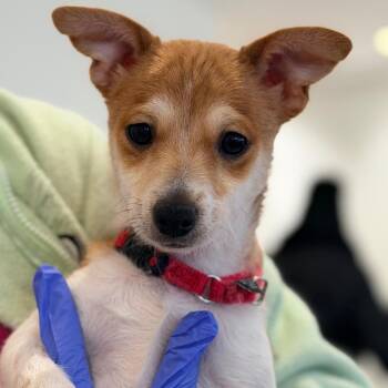 Chihuahua Dogs Available for Adoption - Balthazar | PetCurious