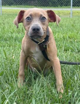Wanda -  Mixed Breed Dog for Adoption in Kingsland, Georgia - Wanda | PetCurious
