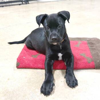German Shepherd Dog and Mixed Breed Dogs Available for Adoption in Lewisville, Texas - Jimi | PetCurious