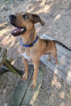 Tito -  Catahoula Leopard Dog and Hound Dog for Adoption in Mountain View, Arkansas - Tito | PetCurious