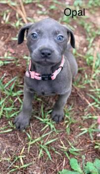 Labrador Retriever and Mixed Breed Dogs Available for Adoption in St. Augustine, Florida - Opal | PetCurious
