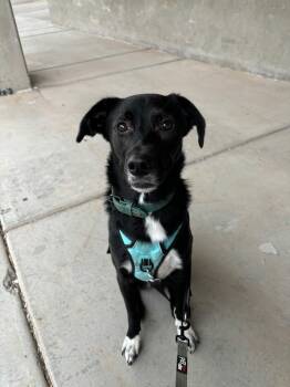 Rescue German Shepherd Dog Dogs for Adoption in Parker, Arizona - Wyatt | PetCurious