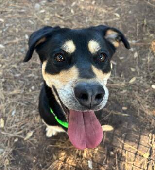 Rescue Doberman Pinscher Dogs for Adoption in Pawleys Island, South Carolina - Tizzy | PetCurious