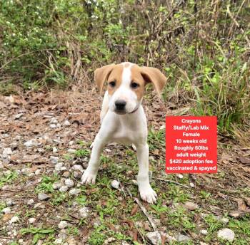 Staffordshire Bull Terrier and Labrador Retriever Dogs Available for Adoption - Crayons | PetCurious