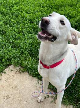 Mr. Anderson -  Labrador Retriever and Husky Dog for Adoption in Bloomington, Indiana - Mr. Anderson | PetCurious