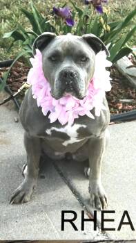 American Staffordshire Terrier Dogs Available for Adoption in Hutchinson, Kansas - Rhea | PetCurious