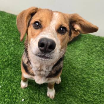 Beagle and Mixed Breed Dogs Available for Adoption in Columbia, Missouri - Judith | PetCurious