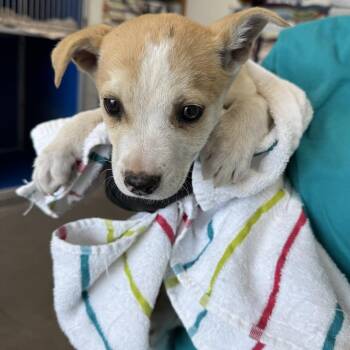 Mixed Breed Dogs Available for Adoption - Aspen | PetCurious