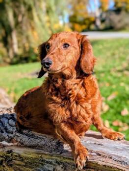 Oliver -  Dachshund Dog for Adoption in Cowlesville, New York - Oliver | PetCurious