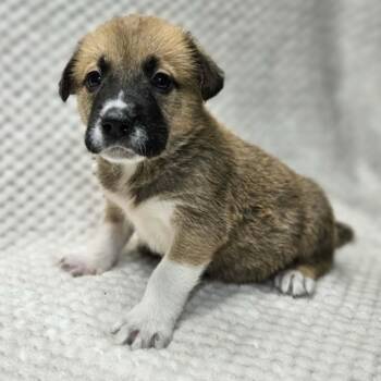 Labrador Retriever and Hound Dogs Available for Adoption - William | PetCurious