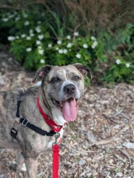 Cream -  Mixed Breed Dog for Adoption in Montreal, Quebec - Cream | PetCurious