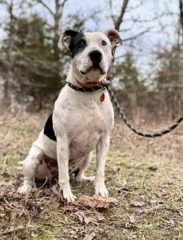 Terrier Dogs Available for Adoption - MOMO | PetCurious