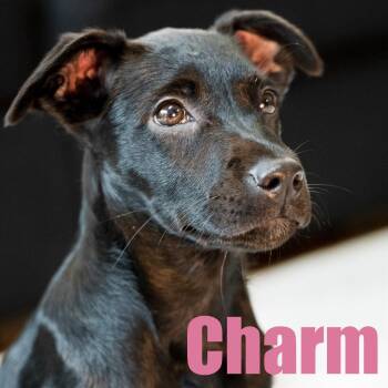 Charm -  Terrier and Retriever Dog for Adoption in Ellicott City, Maryland - Charm | PetCurious