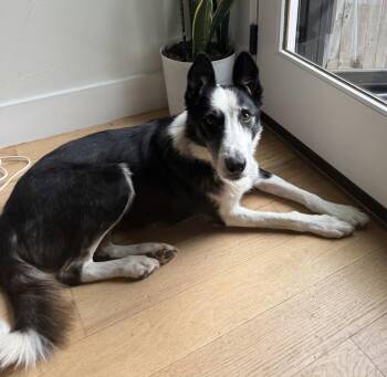 Arlo -  Border Collie Dog for Adoption in Denver, Colorado - Arlo | PetCurious