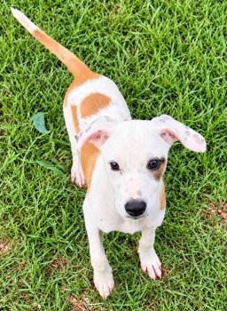 Sally Sue -  Hound and Labrador Retriever Dog for Adoption in West Palm Beach, Florida - Sally Sue | PetCurious